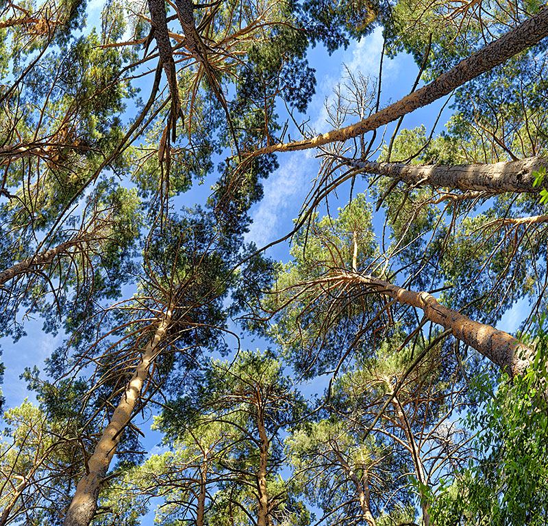 Pines 02